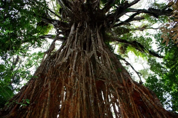A strangler fig wrapped around a tree trunk in a forest