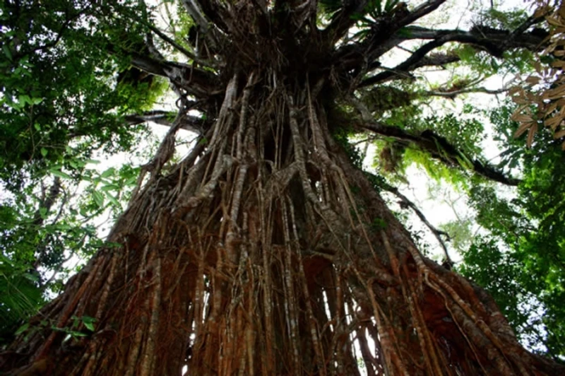 «Strangler Application» и SSI