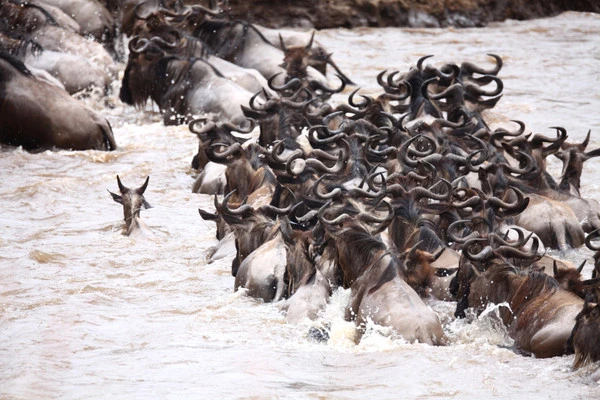 A herd crossing a river during migration