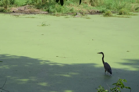 A heron standing in a green pond, with crocodiles lying along the far bank
