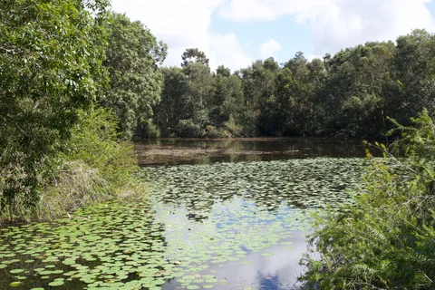 A pond covered with lily pads and surrounded by dense green trees