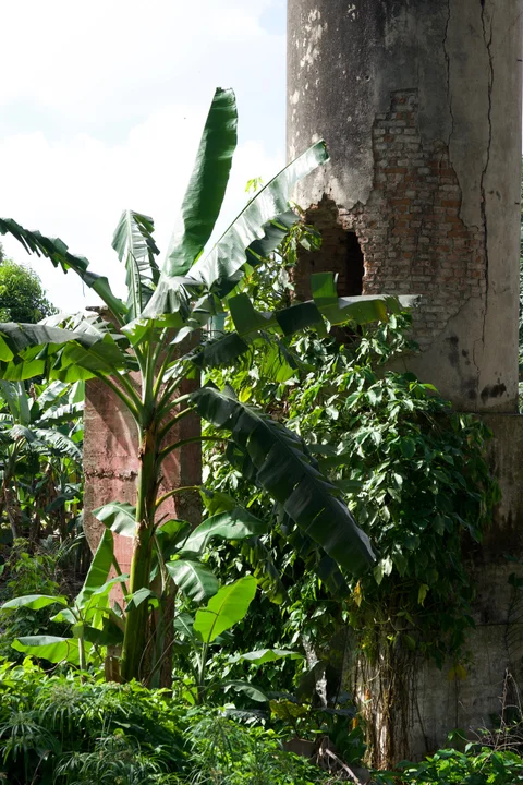 Banana plants and climbing greenery around a weathered structure with cracked plaster and exposed brick