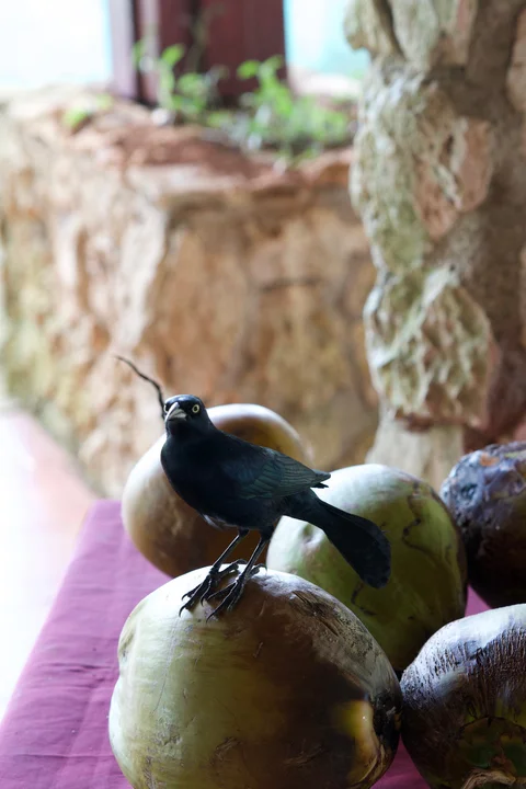 A glossy black bird with a pale eye perched on a coconut beside a stone wall