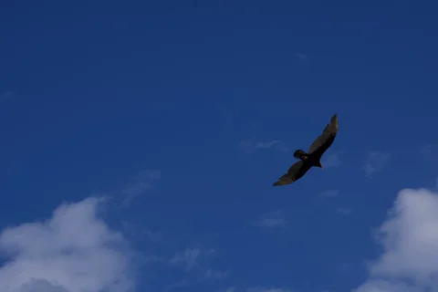 A dark bird gliding with outstretched wings against a deep blue sky
