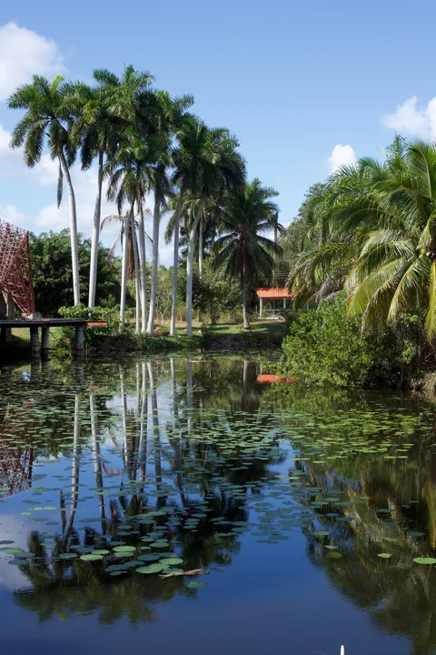 Slender palms rising into a blue sky and reflected in the still water below