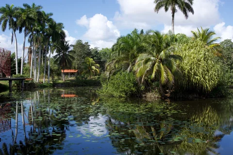 Tall palms and a red-roofed shelter reflected in a pond scattered with lily pads