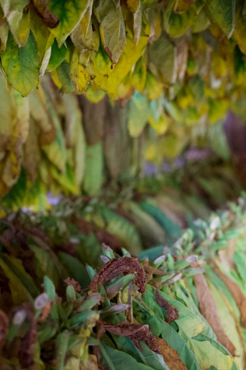 Green and yellow tobacco leaves hanging to dry above cut stems