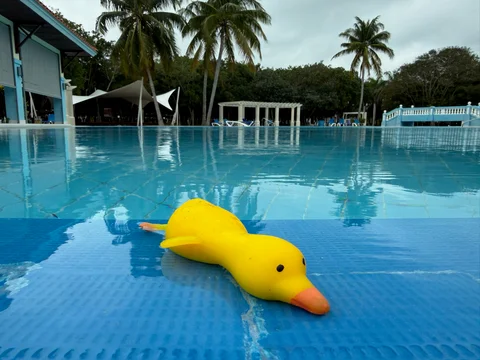 Our yellow toy duck mascot lying on a shallow pool step, with palm trees and a small bridge behind it