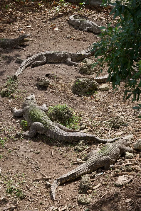 Several crocodiles blending into the earth, stones and fallen leaves beneath trees
