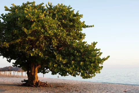 A broad leafy tree in the evening light beside a sandy beach, thatched sunshades and calm sea
