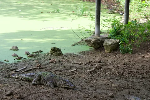 A crocodile lying on muddy ground beside a pond covered in green floating plants