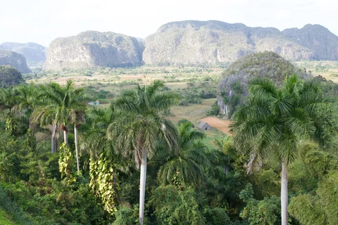 Palms in the foreground of a broad view across the fields and steep hills of the Viñales valley