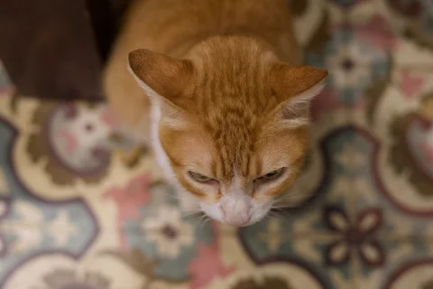 A ginger and white cat looking down over patterned floor tiles